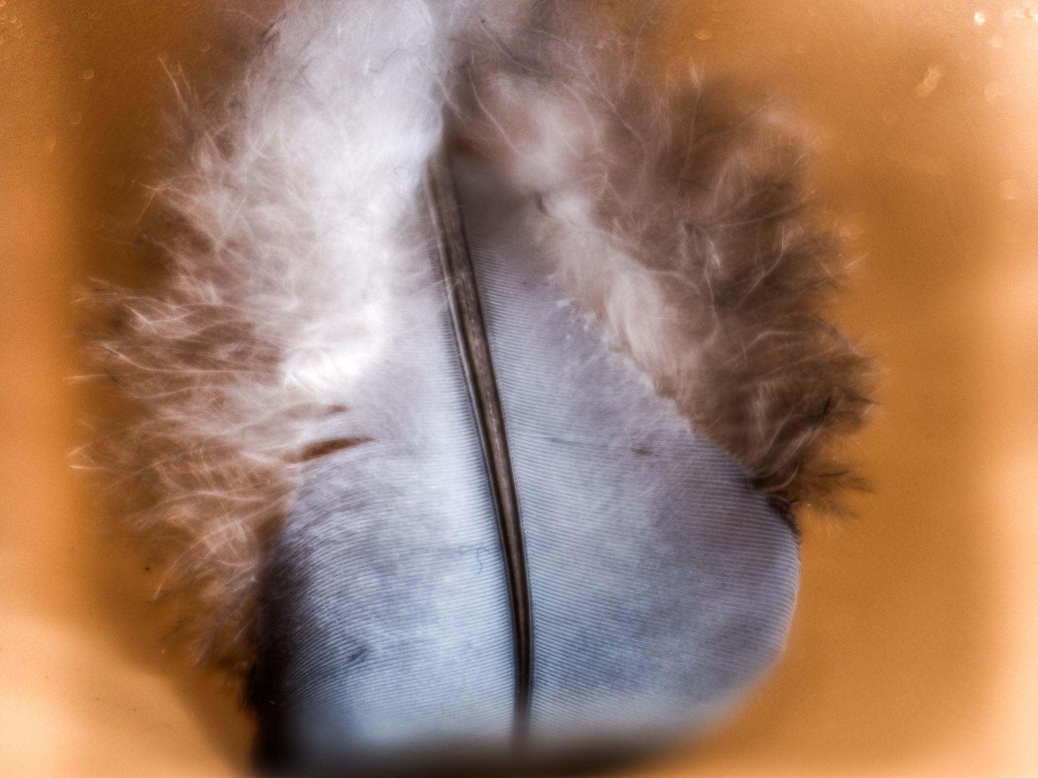 Eine Vogelfeder von vorne. Es ist sehr viel Detail erkennbar, auch einige feine Staub-Fäden. Das Bild hat keine erkennbare Fokus-Ebene, der gesamte Ausschnitt ist scharf.